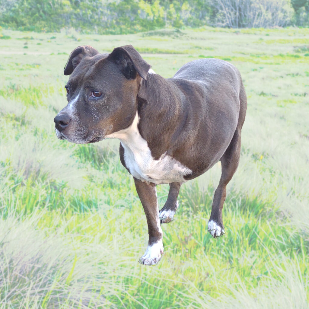Humble Outlaw's rescued 3-legged pitbull.